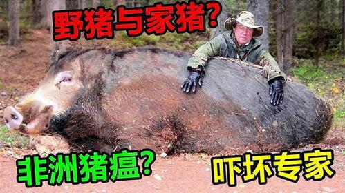 超级野猪最早爆料视频播放,揭秘神秘生物神秘面纱 第3张 超级野猪最早爆料视频播放,揭秘神秘生物神秘面纱 第3张